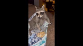 Lillie the Raccoon Enjoys a Late-Night Snack