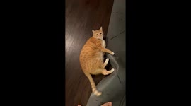 Cat Wants to Practice Yoga Too