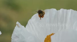The Cutest Little Pollinator