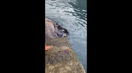 Feeding a Wild Manta Ray