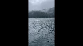 Orcas Put On A Show For Whale-Watchers