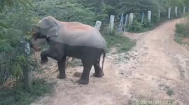 Wild elephants climb over steel fence into village in Thailand