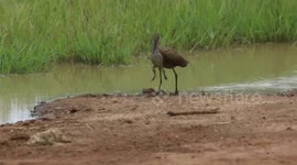 Brave bullfrog fights off massive bird singlehandedly by jumping at its face