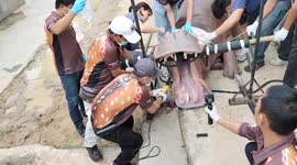 When a hippo has toothache! Vets use circular saw on animal's giant sore ivory teeth