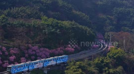 Stockshots: Train Travels Through Flowers in Full Bloom in Chongqing, China