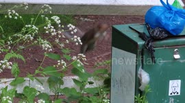A Squirrel Jumps to Litter Bin and fails