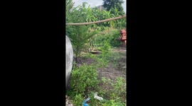 Two huge cobra have mesmerising combat dance in mating ritual