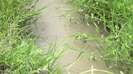 Chinese know-how helps Ugandan rice farmers boost production, income