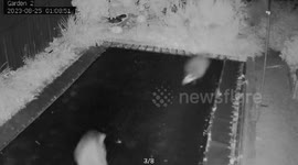 Adorable footage shows two badgers playing together on trampoline