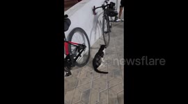Cat's life -- Cats outside a dedicated cycle shop looking for food and is delighted to get some food. from cyclists in Qatar