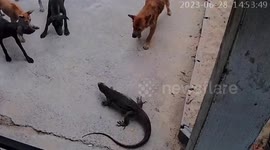 Pet dogs scare away huge monitor lizard on family's driveway