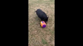 Potbelly Pig Solves Cheeseball Puzzle