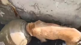 Stray dog with head stuck inside clay jar rescued in Thailand