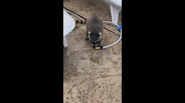 Orphaned Raccoons Play With Hose