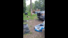 Rain Can't Stop Water-Loving Dog From Taking a Swim