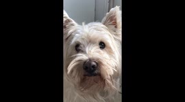 Westie Gets Covered in Ants