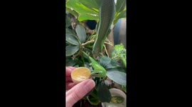A Hungry Skink Falls Into Its Food