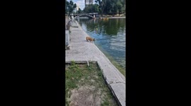 A Small Dog Tries To Swim