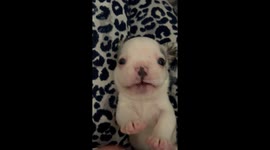 Frenchie Puppy Says Hi