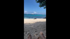 Lazy Seal Rolls Back To The Water