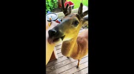 A Very Talkative Deer Receives Scritches