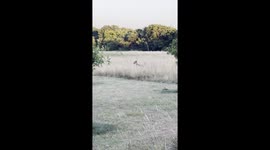 Dog And Coyote Prance Together