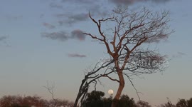 Super Blue Moon rises over the African wild while lions roar in the distance