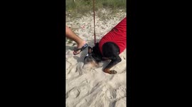 Dog with Goggles Loves Sand