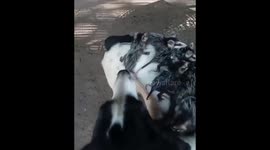 Baby Opossums Ride on Dog's Back