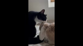 A Bunny And Her Besties