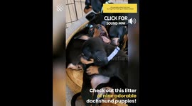 Adorable Dachshund Puppies choose their own Color Collars