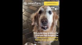 Dog finds out cancer results
