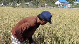 Tens of hectares of rice farming land in the capital region (IKN) is dry to the point of cracking