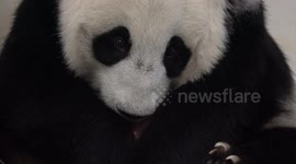 Giant panda cub born at Moscow Zoo