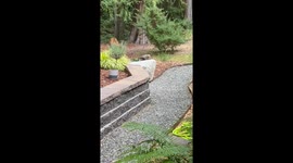 Befriending Orphaned Blacktail Deer and Their Reactions to My Elderly Chihuahua