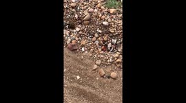 Nature's Ultimate Recycler | The Dung Beetle