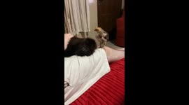 Adorable Baby Howler Monkey and Tiny Chicken Become Unlikely Best Friends