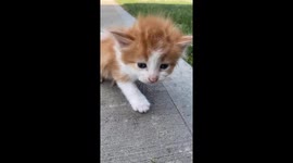 Kitten is a dead ringer for Ed Sheeran and becomes online star