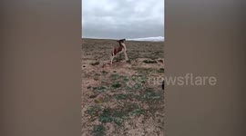 Hiker rescues donkey trapped in wire fence in China