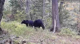 Young bears mockfight in woodlands at nature reserve in Russia
