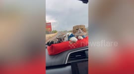 Pet cat and bush baby sit on car dashboard while travelling with owners