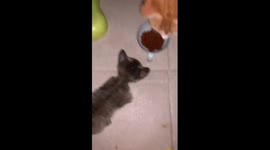 Feisty feline feast: clash of appetites leaves kitten in surprise
