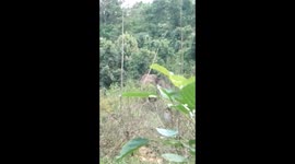 Elephant attack in chikkamagalur, aldur