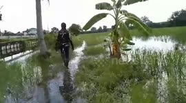 Fisherman saves red egret bird with hook stuck in its mouth