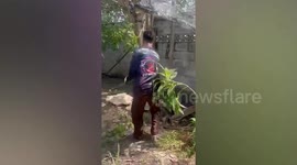 Fierce python resists and tries to attack rescuers