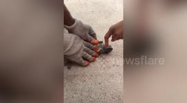 Kind worker revives injured squirrel with CPR