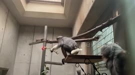 Monkey tears rose and feeds it to his friend at zoo in Japan