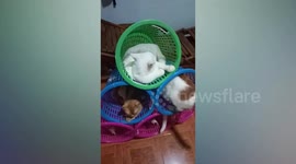 Cat condo! Pet owner makes pyramid of laundry baskets for her felines