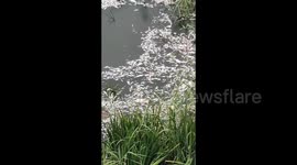 Large number of dead fish spotted in river in China