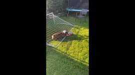 Gary the Bulldog is not the Smartest Goalkeeper